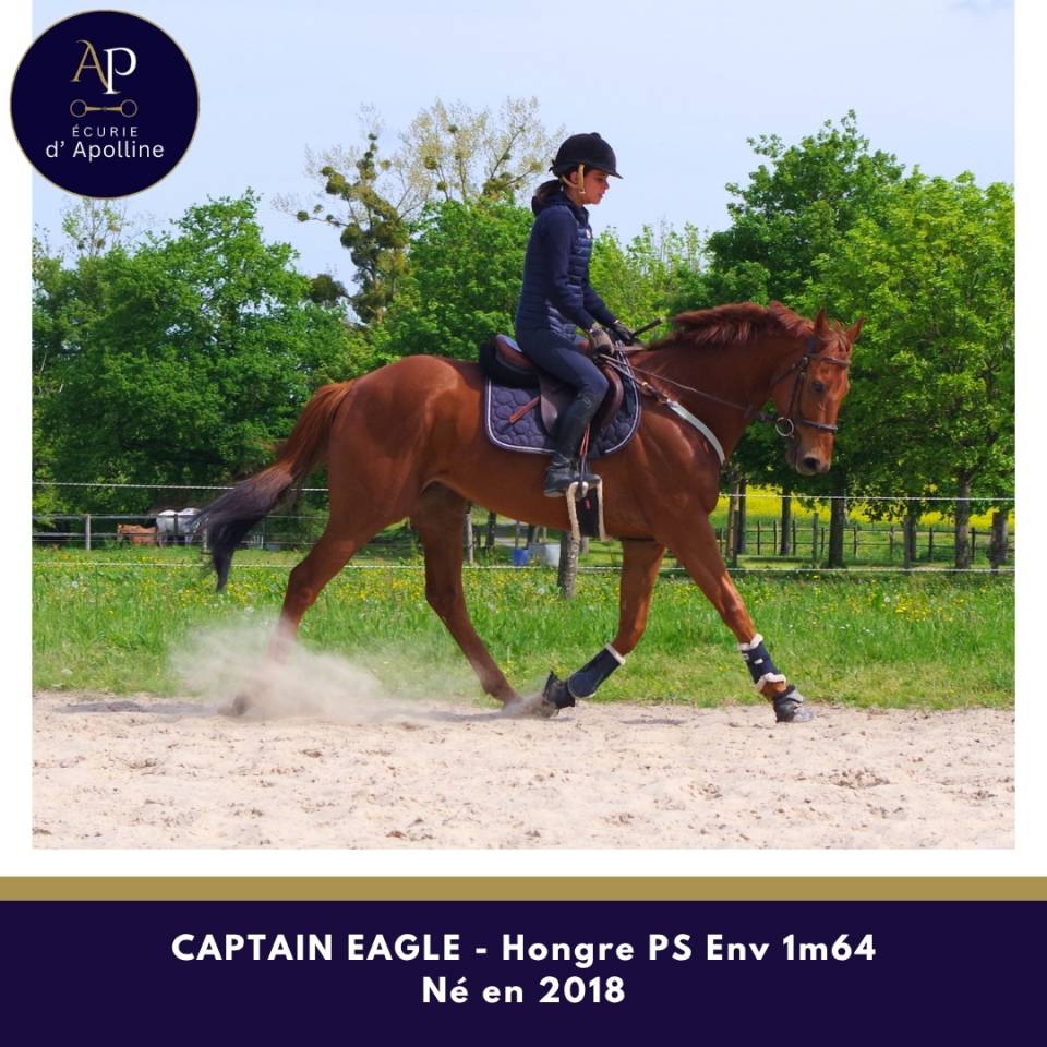 Gelding Thoroughbred For sale 2018 Chesnut