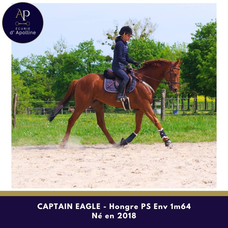 Gelding Thoroughbred For sale 2018 Chesnut