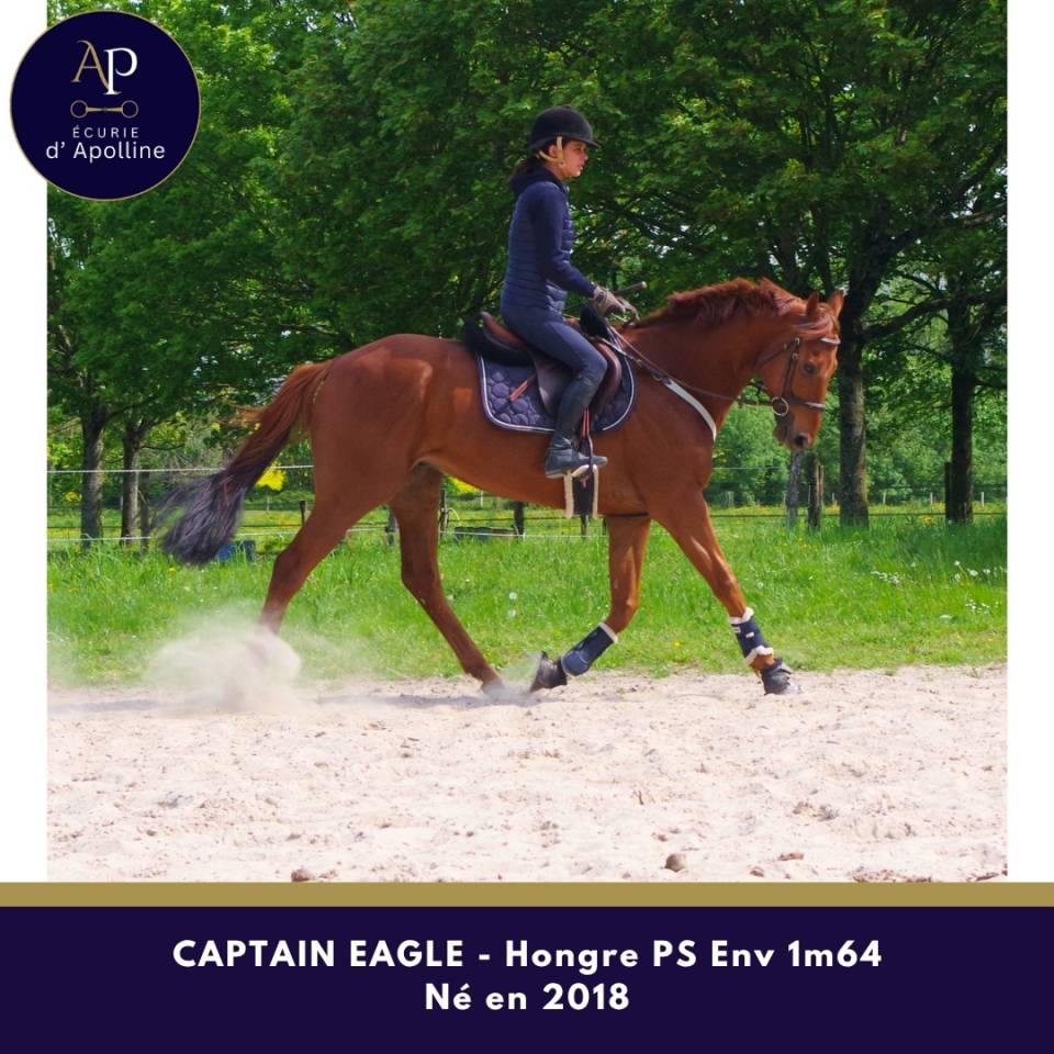 Gelding Thoroughbred For sale 2018 Chesnut