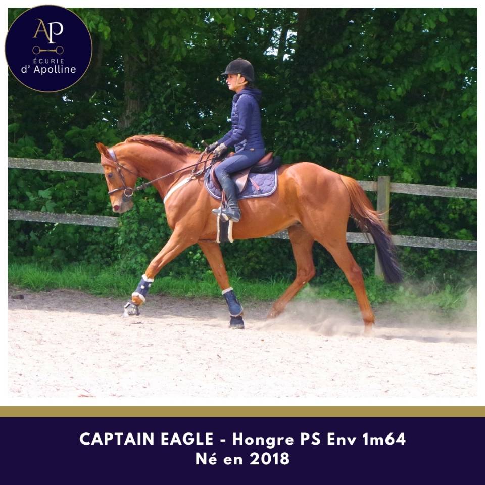 Gelding Thoroughbred For sale 2018 Chesnut