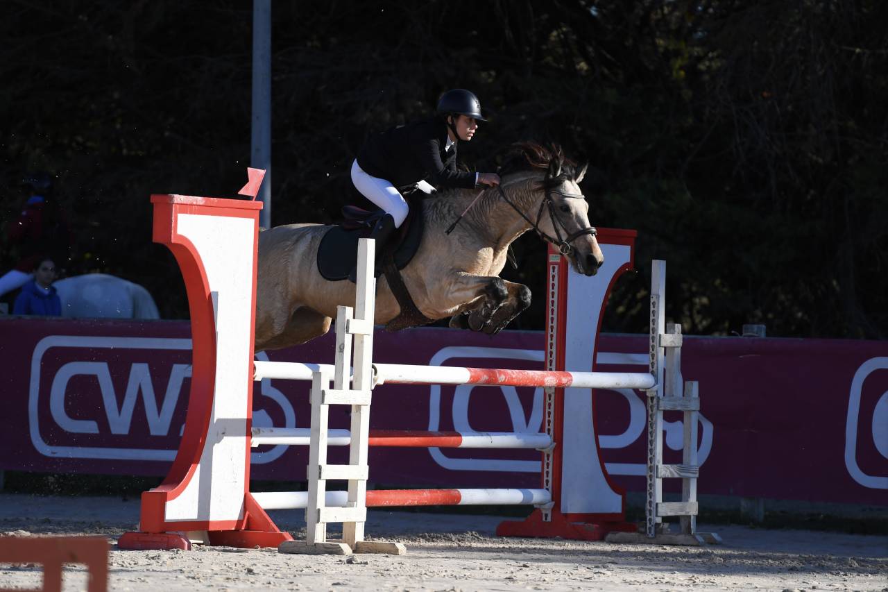 Mare Connemara For sale 2018 Buckskin