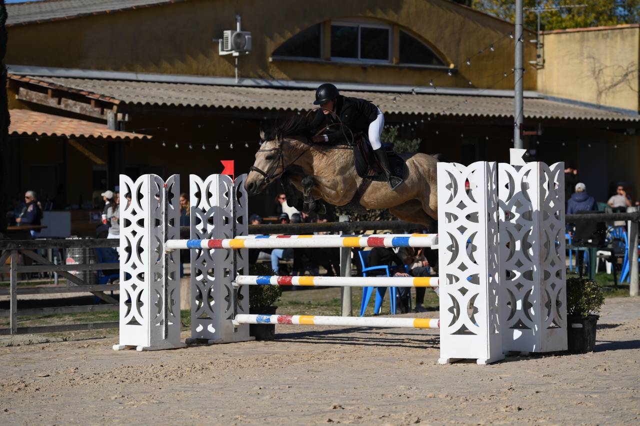 Mare Connemara For sale 2018 Buckskin