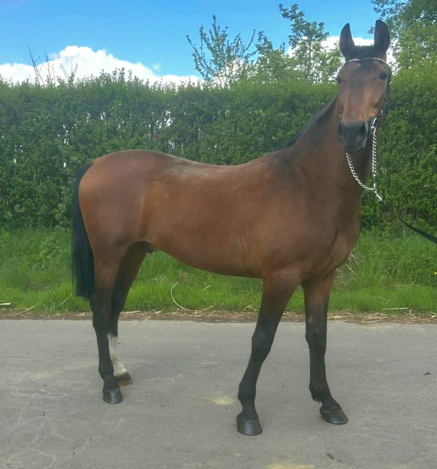 Gelding Other Pony Breed For sale 2023 Bay