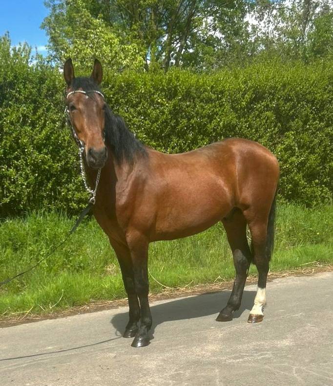 Gelding Other Pony Breed For sale 2023 Bay