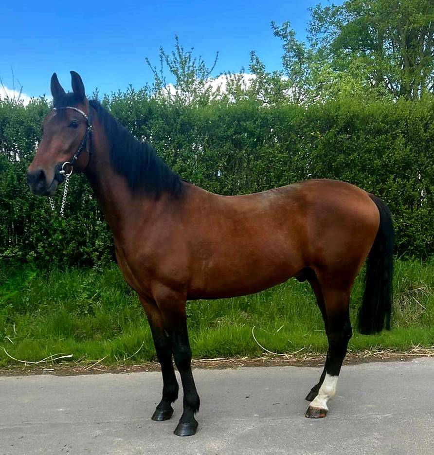 Gelding Other Pony Breed For sale 2023 Bay
