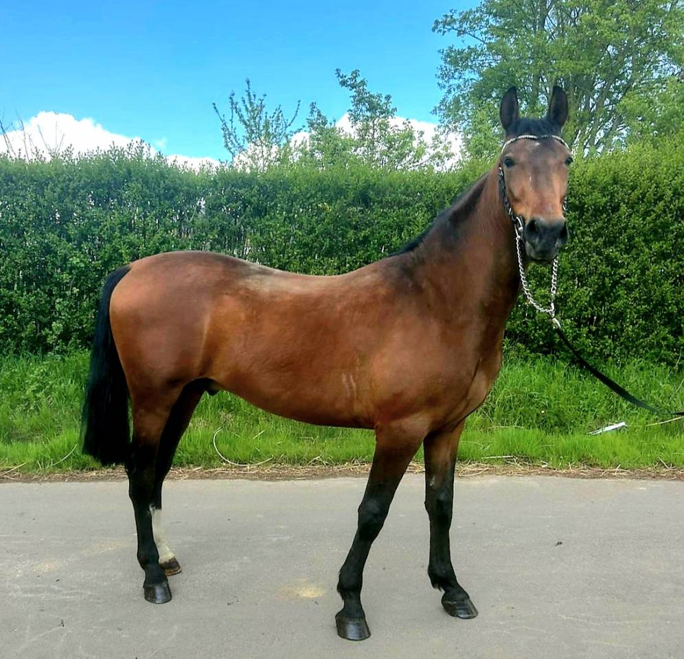 Gelding Other Pony Breed For sale 2023 Bay