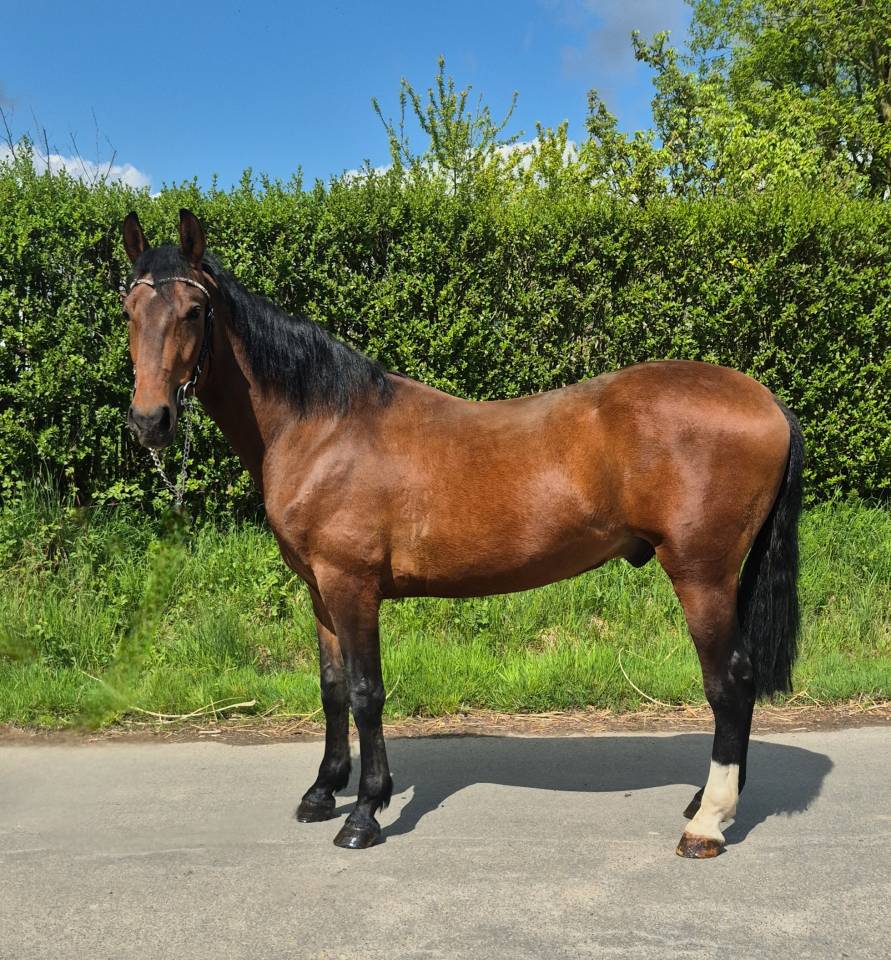 Gelding Other Pony Breed For sale 2023 Bay
