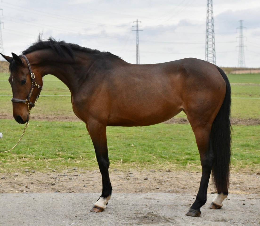 Mare Zangersheide For sale 2022 Dark Bay