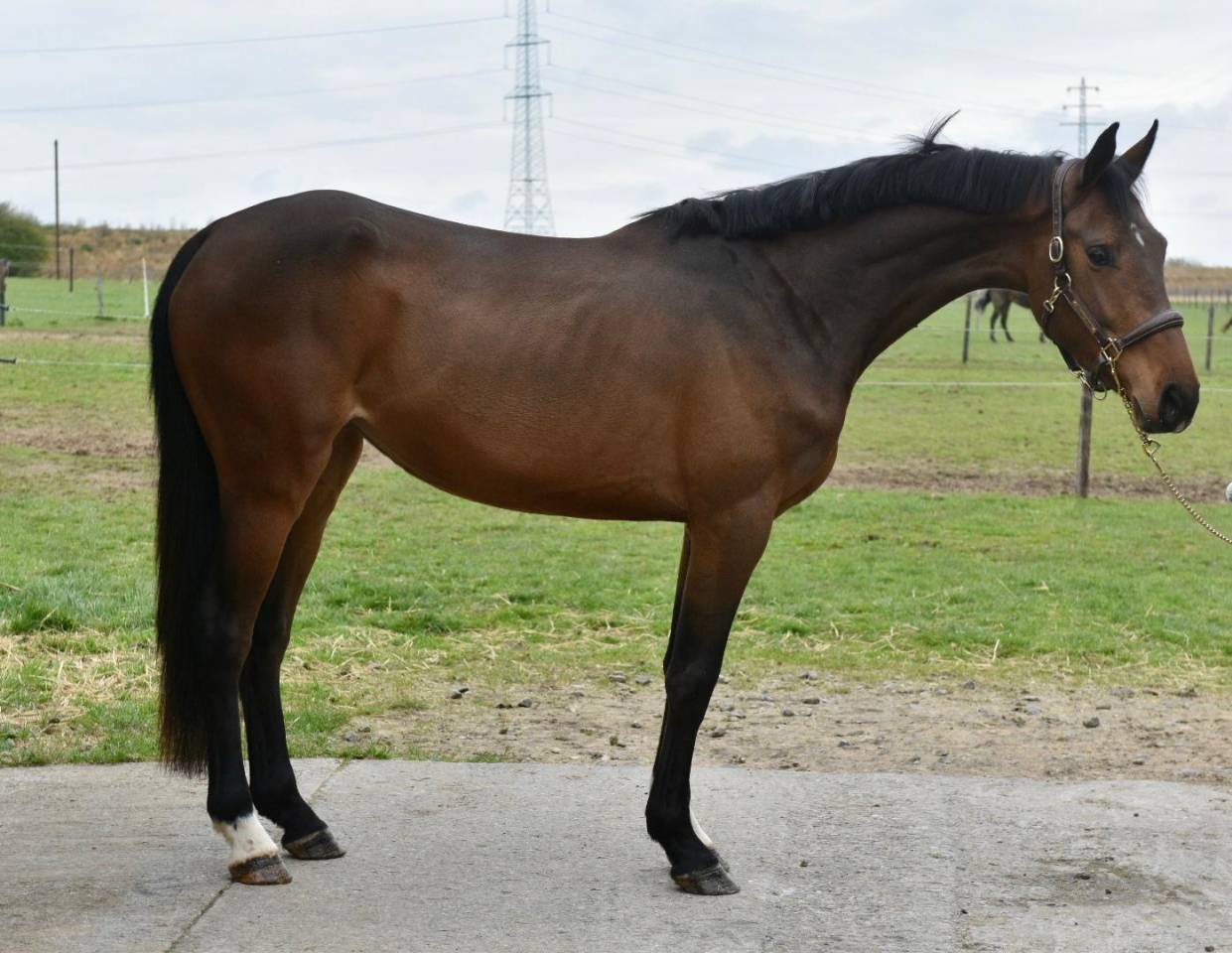 Mare Zangersheide For sale 2022 Dark Bay