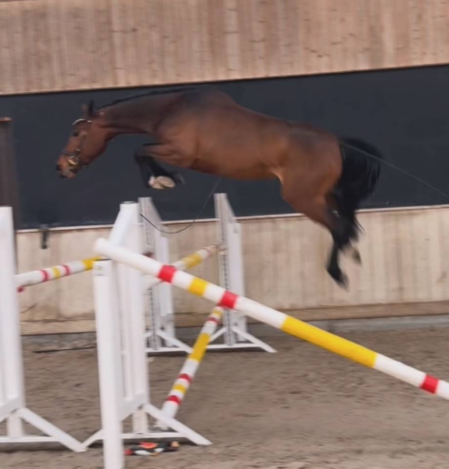 Mare Zangersheide For sale 2022 Dark Bay