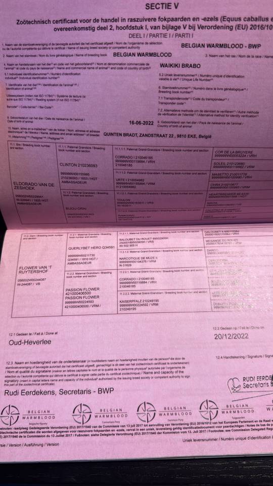 Mare Zangersheide For sale 2022 Dark Bay