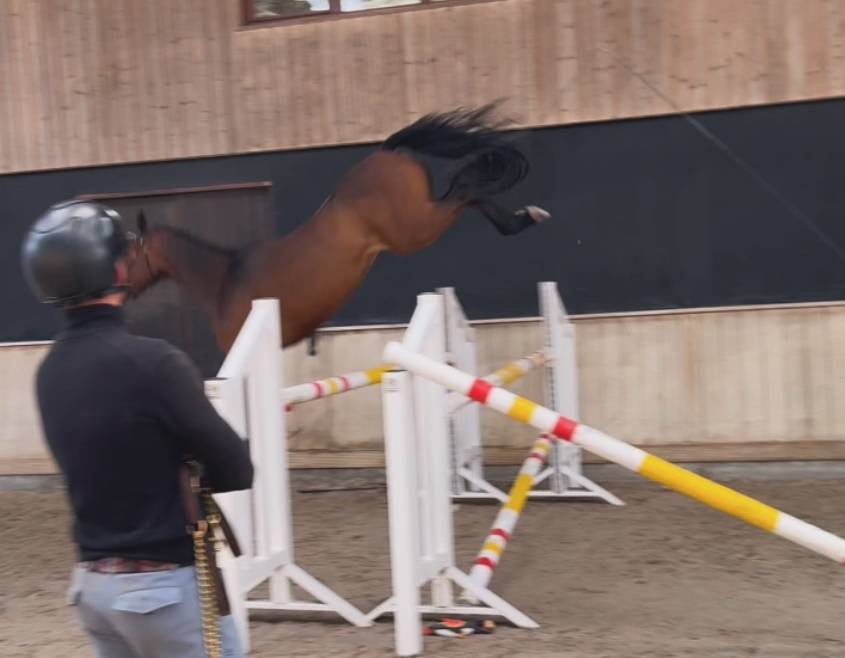 Mare Zangersheide For sale 2022 Dark Bay