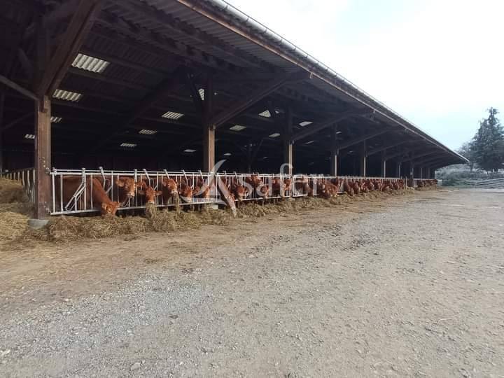 Sheep farm  Creuse