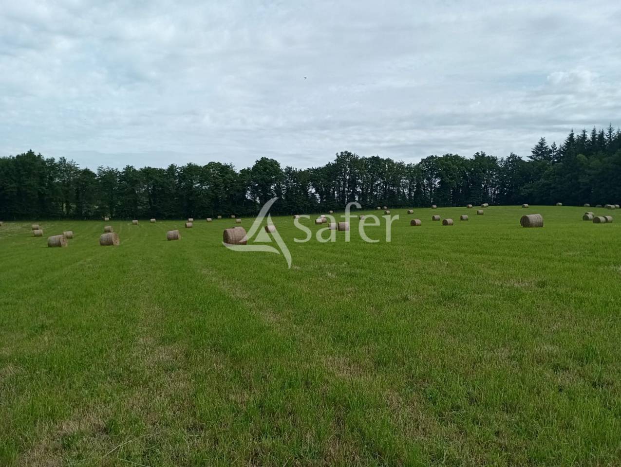 Sheep farm  Creuse
