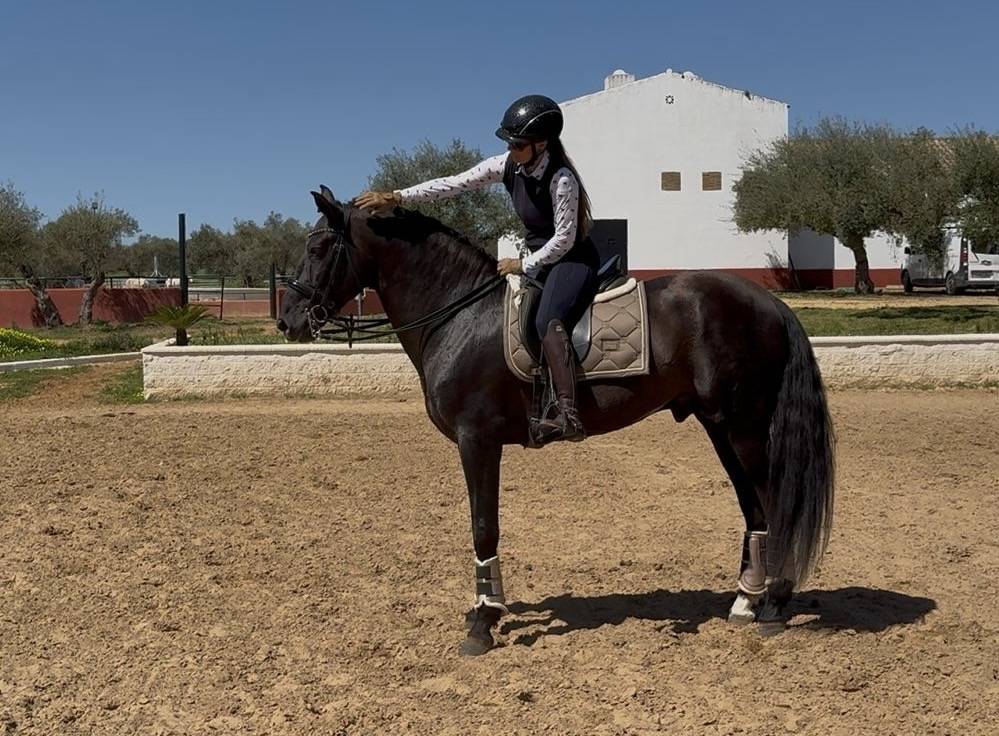 Stallion PRE Pure Spanish Bred For sale 2018 Black