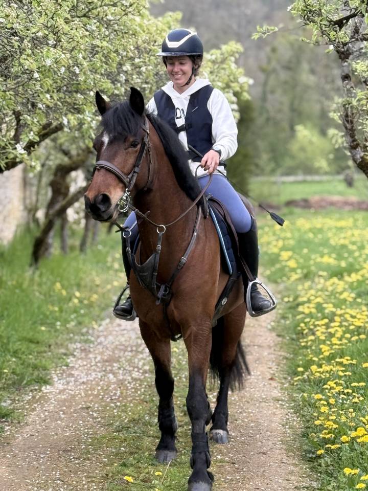 Gelding Connemara For sale 2020 Bay