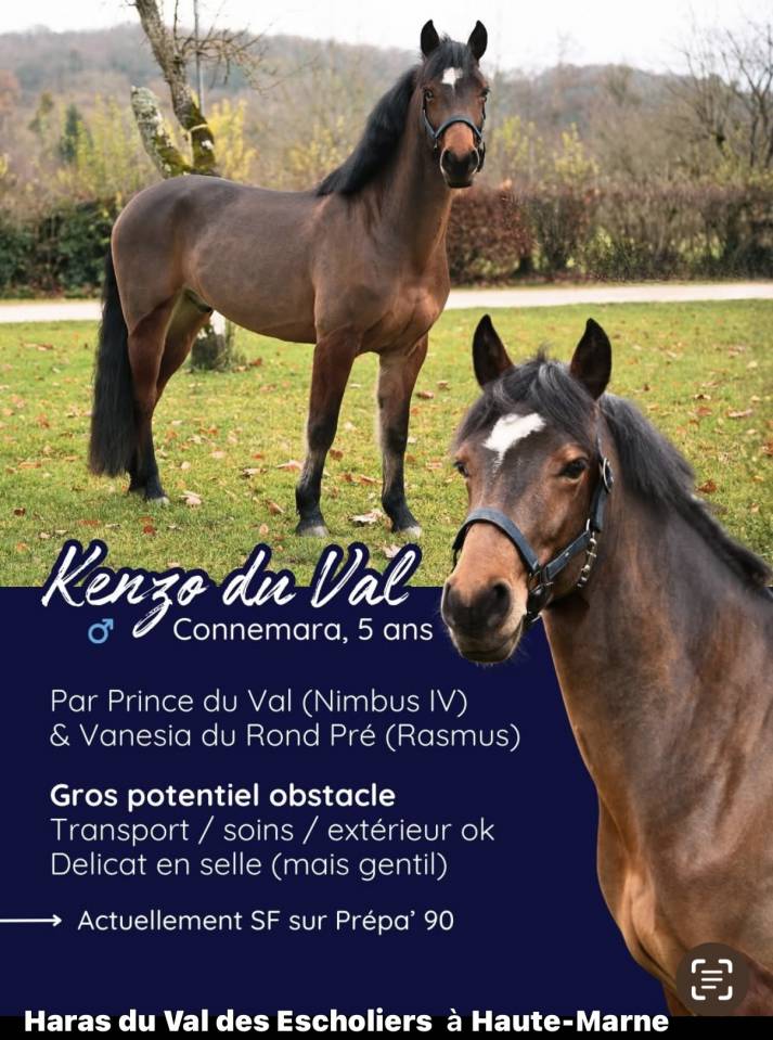 Gelding Connemara For sale 2020 Bay
