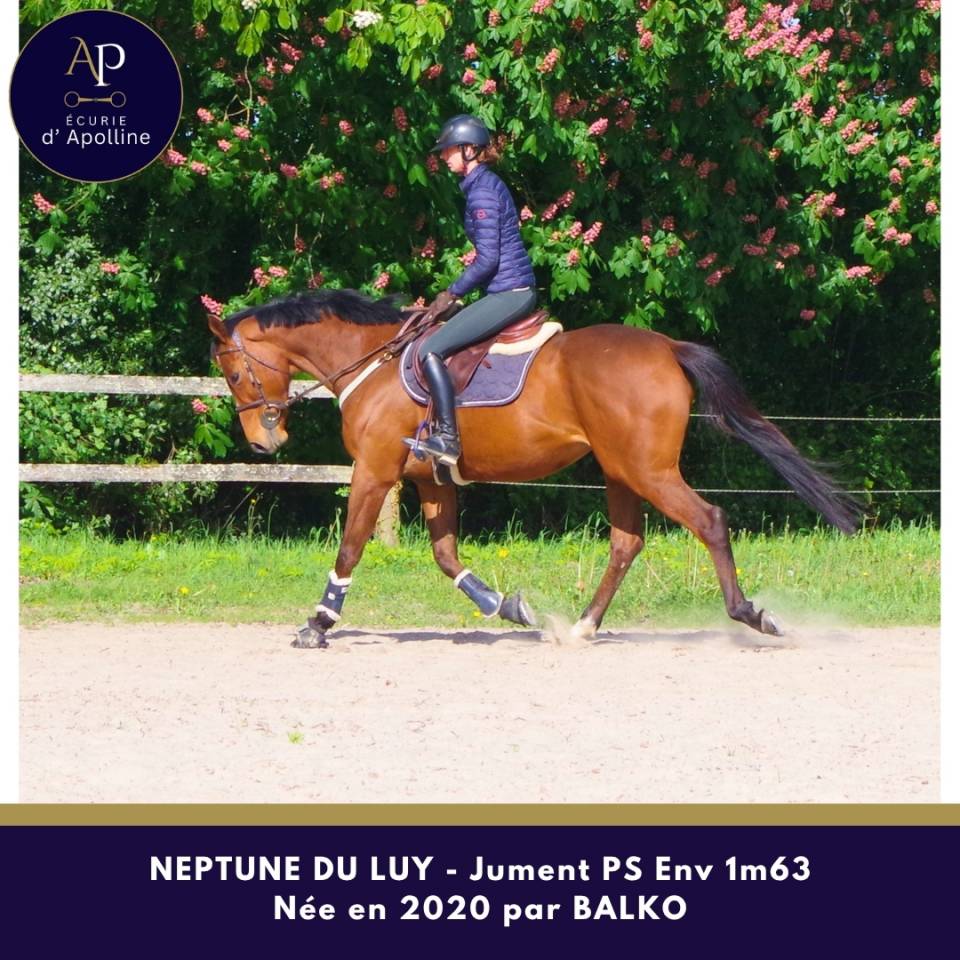 Mare Thoroughbred For sale 2020 Bay