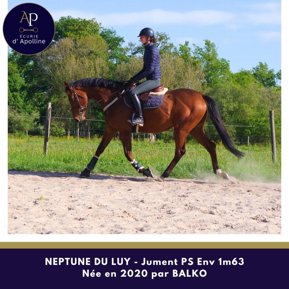 Mare Thoroughbred For sale 2020 Bay