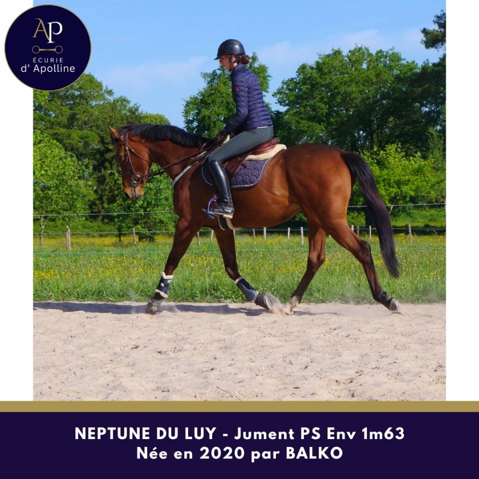 Mare Thoroughbred For sale 2020 Bay