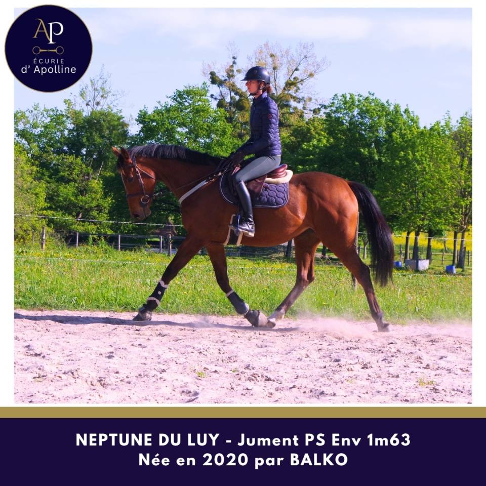 Mare Thoroughbred For sale 2020 Bay