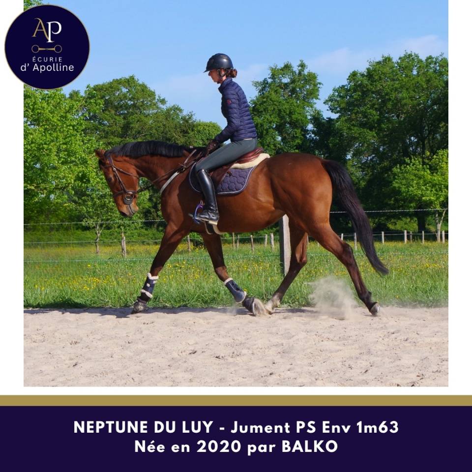 Mare Thoroughbred For sale 2020 Bay