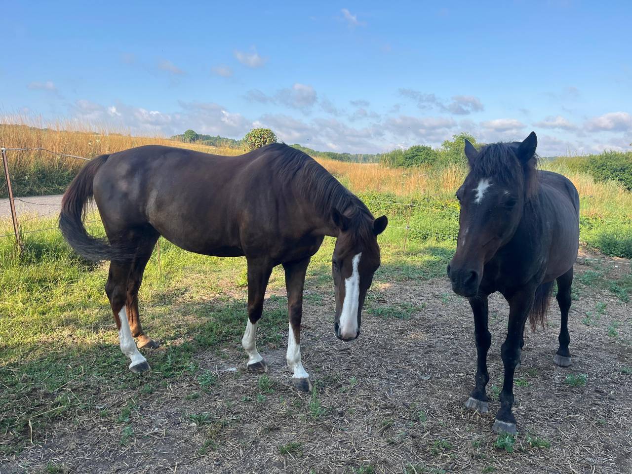 Mare Anglo-Arabian Cross For sale 2012 Chesnut