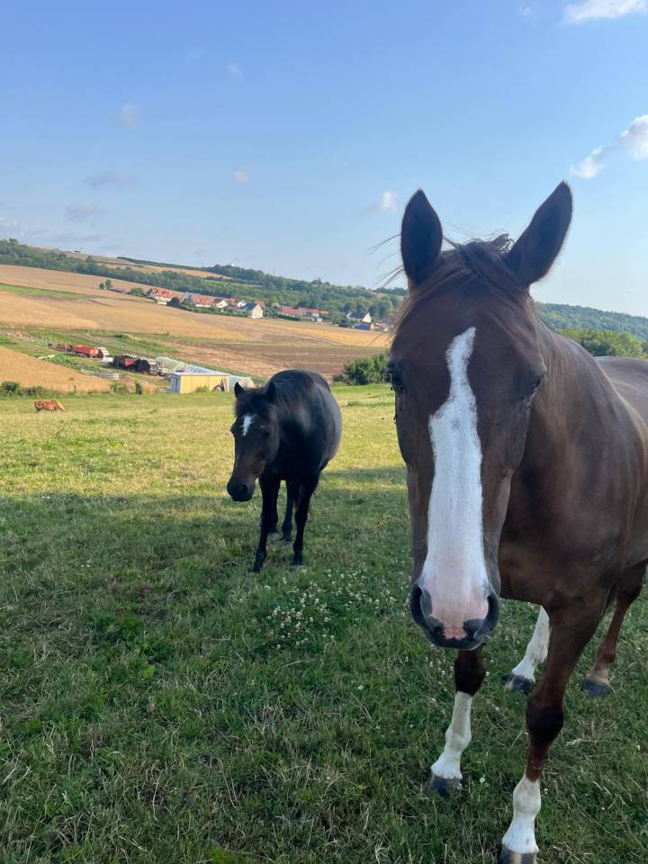 Mare Anglo-Arabian Cross For sale 2012 Chesnut
