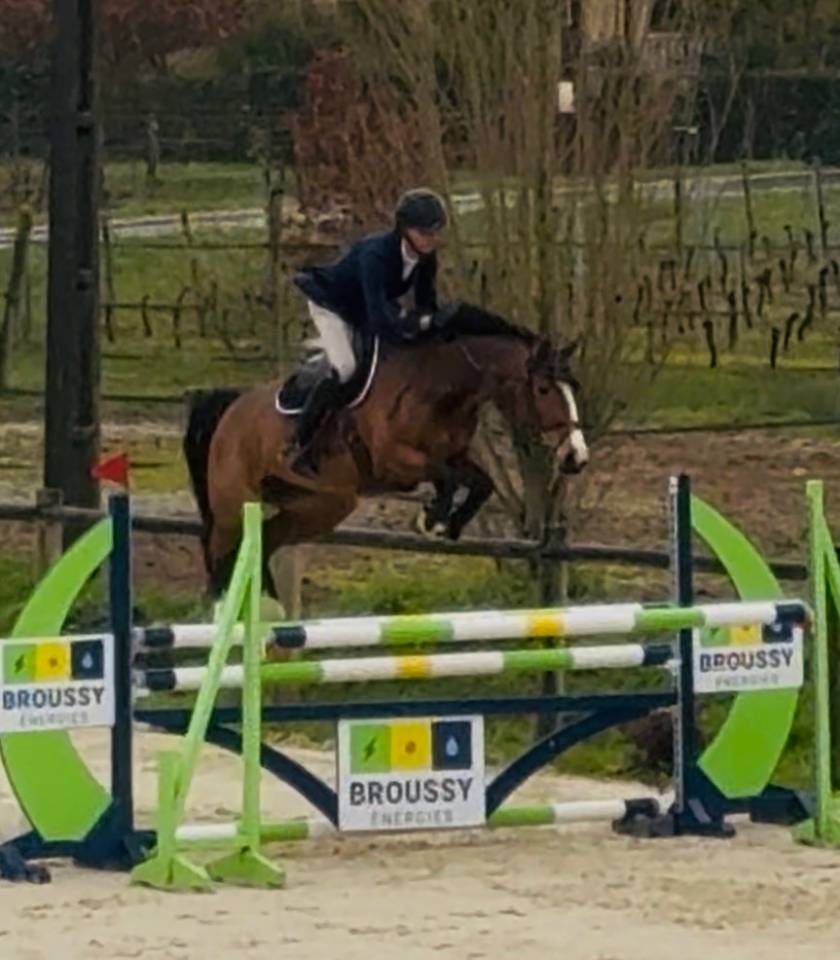 Mare Selle Fran&ccedil;ais For sale 2020 Bay