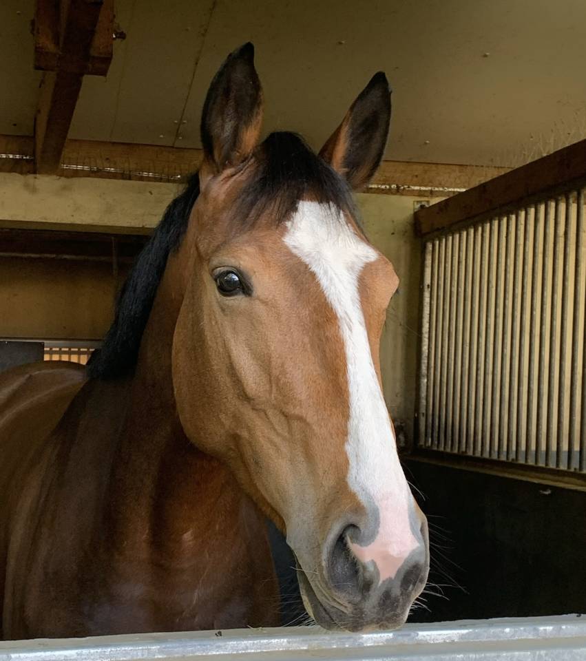 Mare Selle Fran&ccedil;ais For sale 2020 Bay