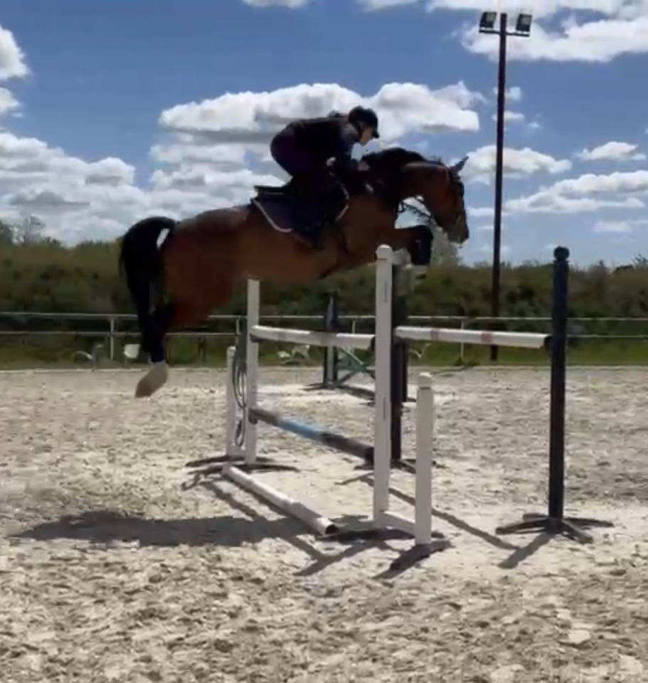 Mare Selle Fran&ccedil;ais For sale 2020 Bay