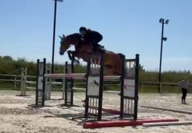 Mare Selle Fran&ccedil;ais For sale 2020 Bay