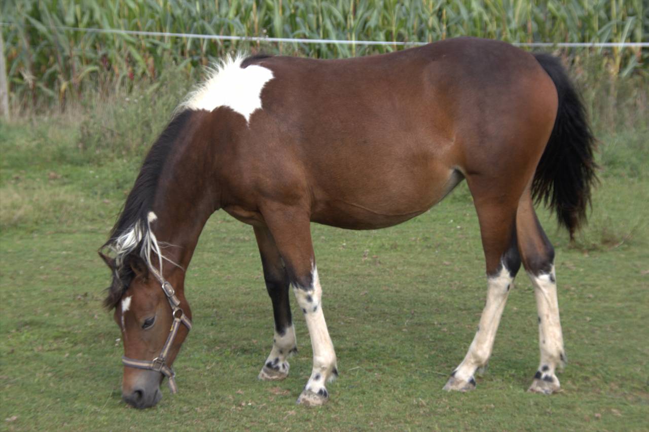 Mare French Saddle Pony For sale 2024 Coloured