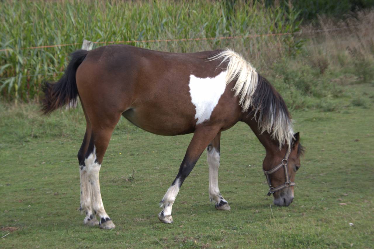 Mare French Saddle Pony For sale 2024 Coloured