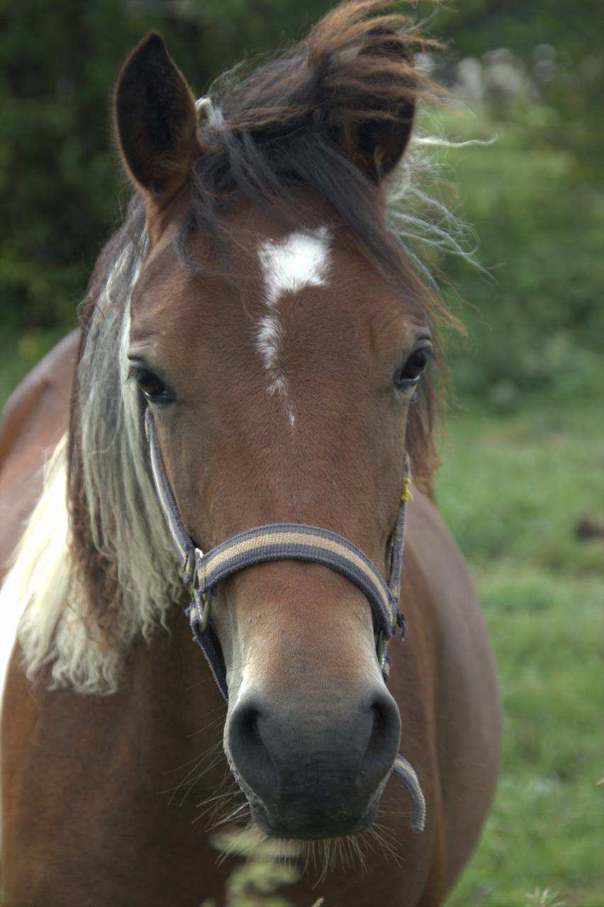 Mare French Saddle Pony For sale 2024 Coloured