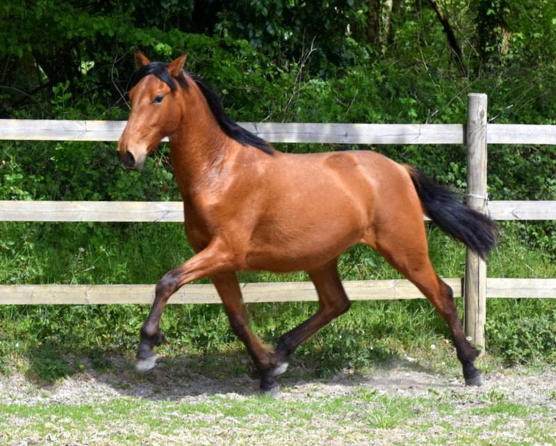 Gelding PRE Pure Spanish Bred For sale 2024 Bay