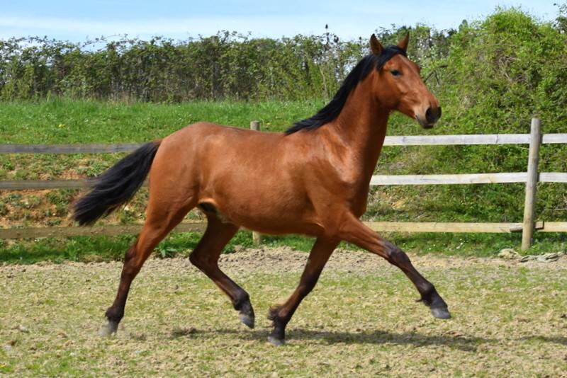 Gelding PRE Pure Spanish Bred For sale 2024 Bay