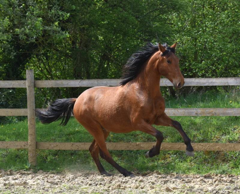 Gelding PRE Pure Spanish Bred For sale 2024 Bay