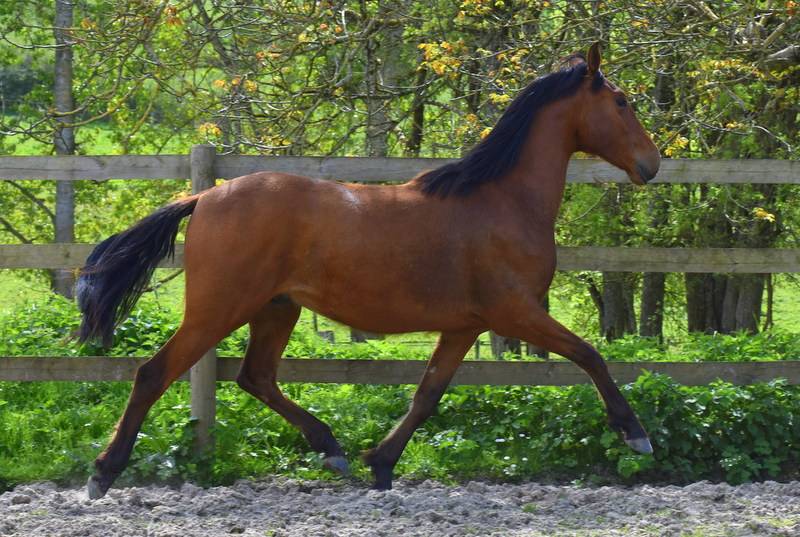 Gelding PRE Pure Spanish Bred For sale 2024 Bay