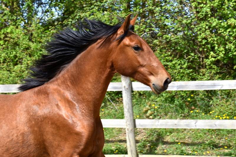 Gelding PRE Pure Spanish Bred For sale 2024 Bay