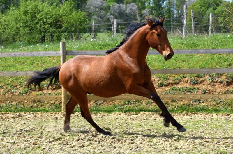 Gelding PRE Pure Spanish Bred For sale 2024 Bay