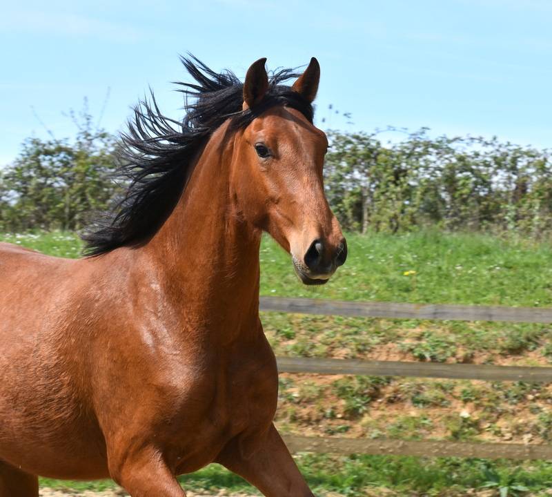 Gelding PRE Pure Spanish Bred For sale 2024 Bay