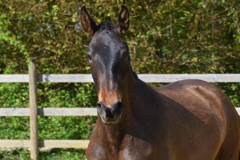Filly PRE Pure Spanish Bred For sale 2024 Dark Bay