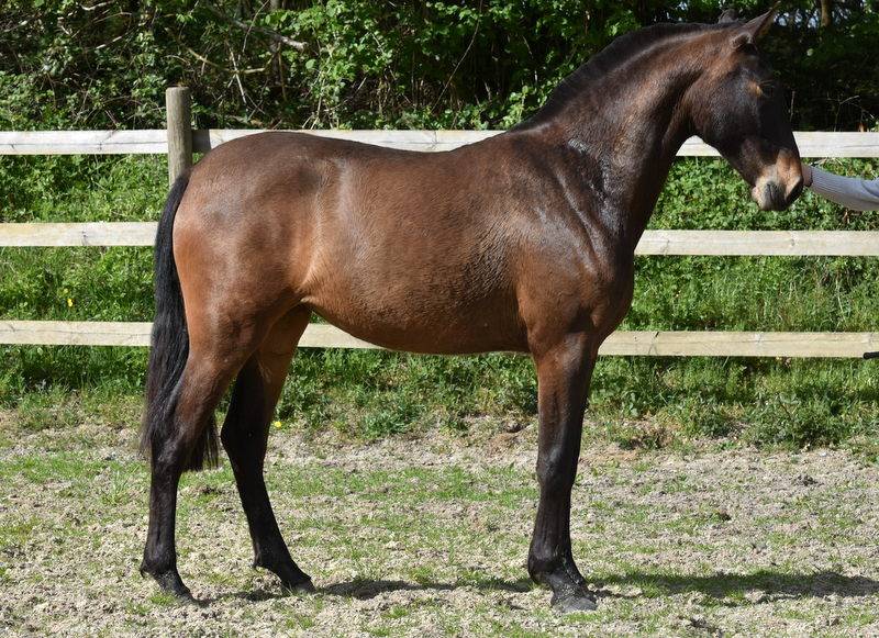 Filly PRE Pure Spanish Bred For sale 2024 Dark Bay