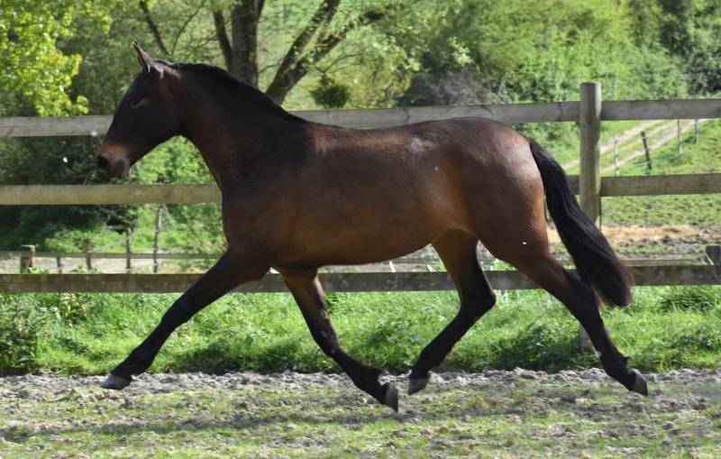 Filly PRE Pure Spanish Bred For sale 2024 Dark Bay