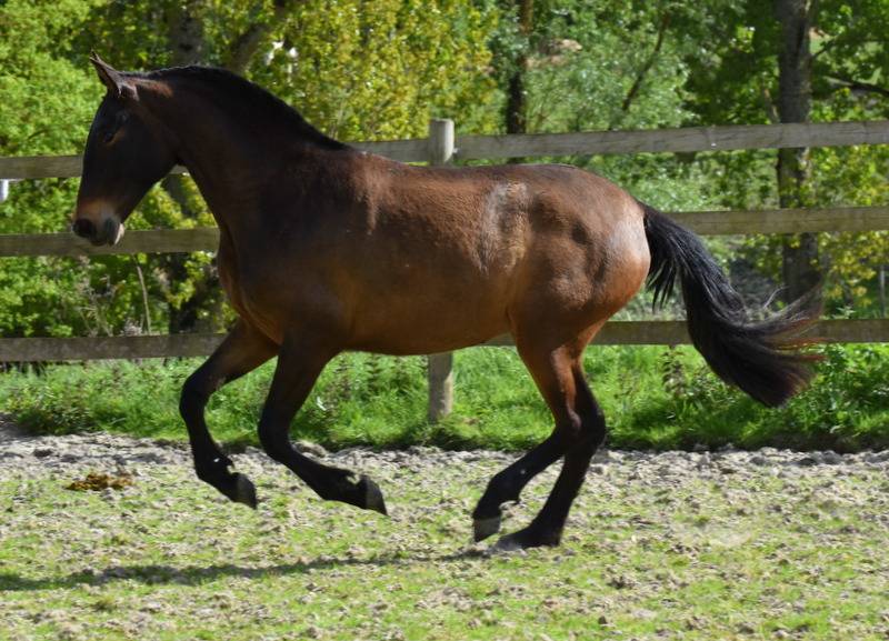 Filly PRE Pure Spanish Bred For sale 2024 Dark Bay