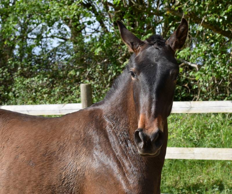 Filly PRE Pure Spanish Bred For sale 2024 Dark Bay