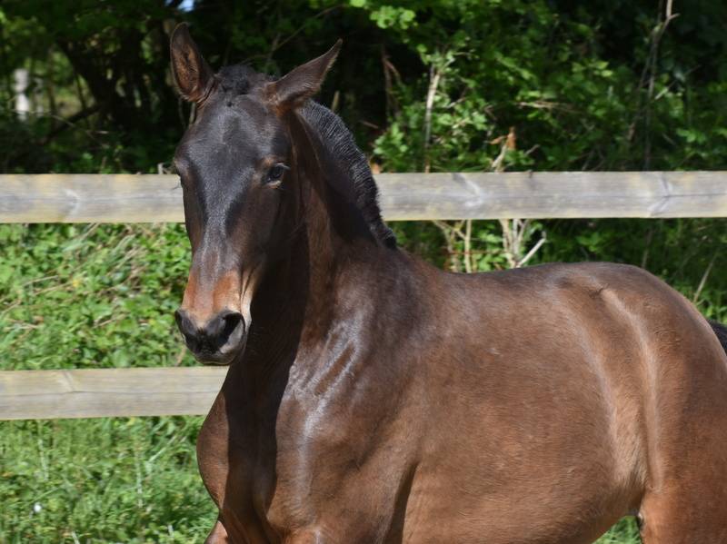 Filly PRE Pure Spanish Bred For sale 2024 Dark Bay