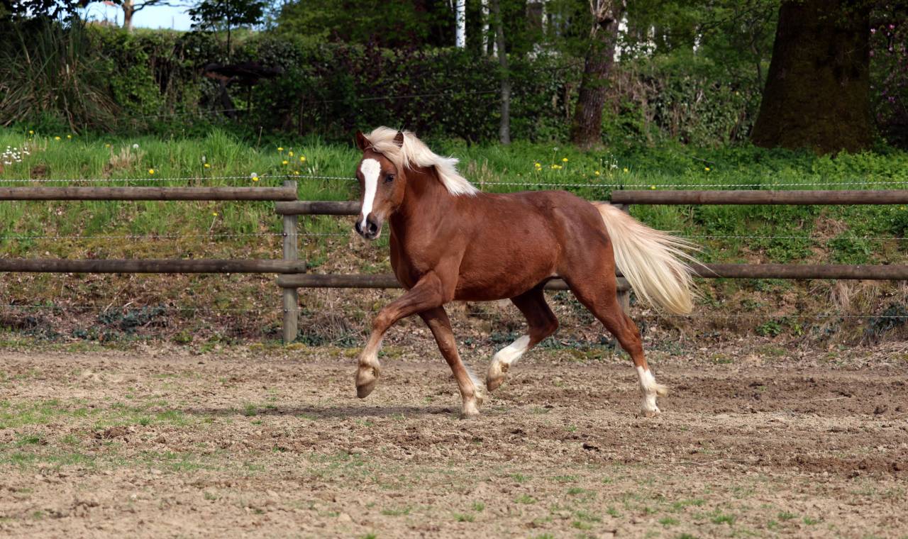 Gelding Welsh Pony (Section B) For sale 2024 Silver dapple