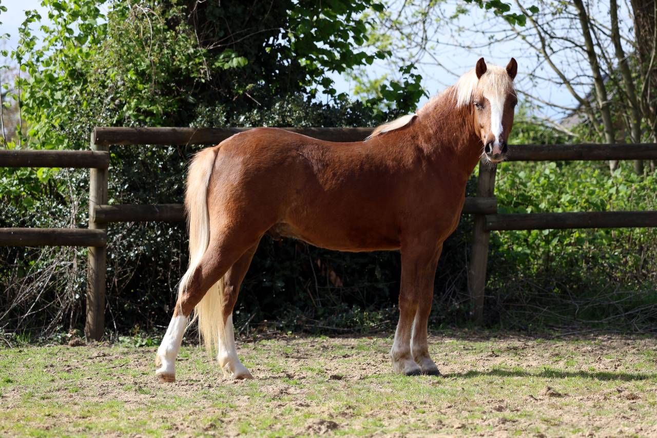 Gelding Welsh Pony (Section B) For sale 2024 Silver dapple